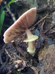 Amanita mutabilis