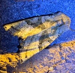 Phlogophora periculosa