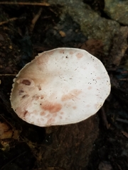 Amanita mutabilis