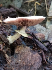 Amanita mutabilis