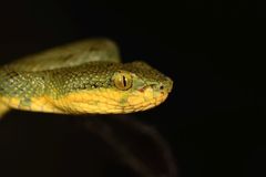 Craspedocephalus gramineus