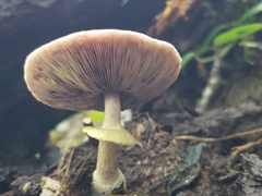 Amanita mutabilis