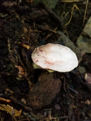 Amanita mutabilis