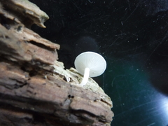 Resinomycena rhododendri