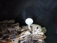 Resinomycena rhododendri