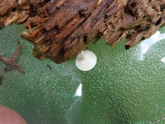 Resinomycena rhododendri