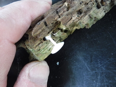 Resinomycena rhododendri