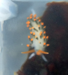 Diaphoreolis lagunae