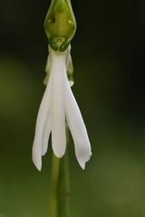 Habenaria longicorniculata