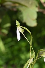 Habenaria longicorniculata