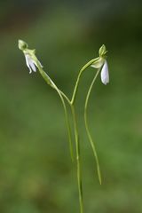 Habenaria longicorniculata
