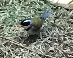 Arremon flavirostris