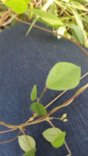 Clitoria heterophylla image