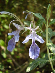 Teucrium fruticans