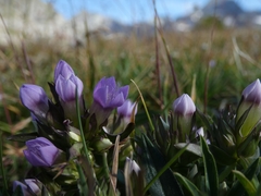 Gentianella ramosa
