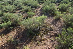 Albuca viscosa