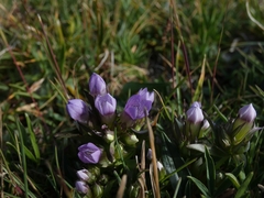 Gentianella ramosa