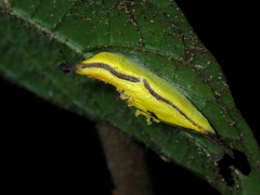 Insecta