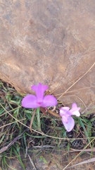 Cynorkis purpurea