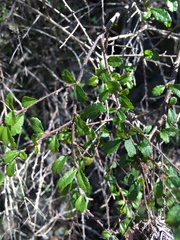 Acalypha eremorum