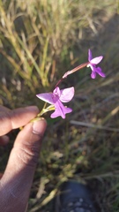 Cynorkis purpurea image