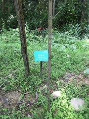 Brownea grandiceps