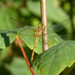Sympetrum striolatum