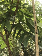 Brownea grandiceps
