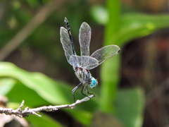 Micrathyria schumanni