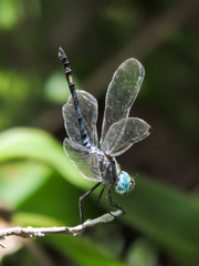 Micrathyria schumanni