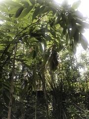 Brownea grandiceps