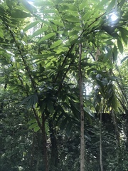 Brownea grandiceps