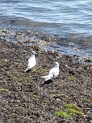 Chroicocephalus ridibundus