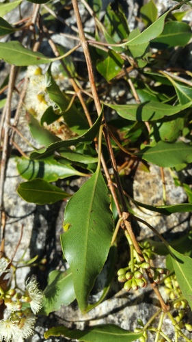 Syzygium phillyreifolium image