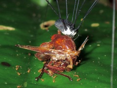 Gagrellinae