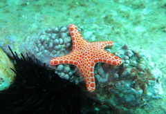 Pentagonaster duebeni
