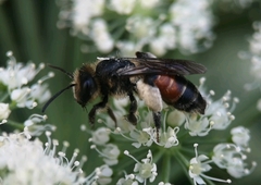 Andrena rosae