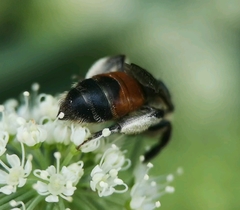 Andrena rosae