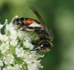 Andrena rosae