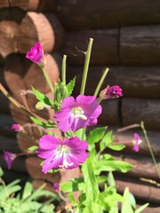 Epilobium hirsutum