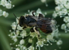 Andrena rosae