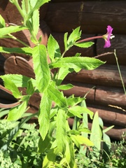 Epilobium hirsutum