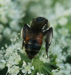 Andrena rosae