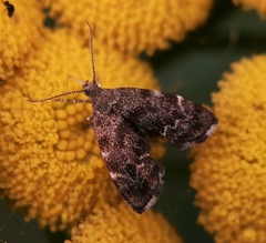 Anthophila fabriciana