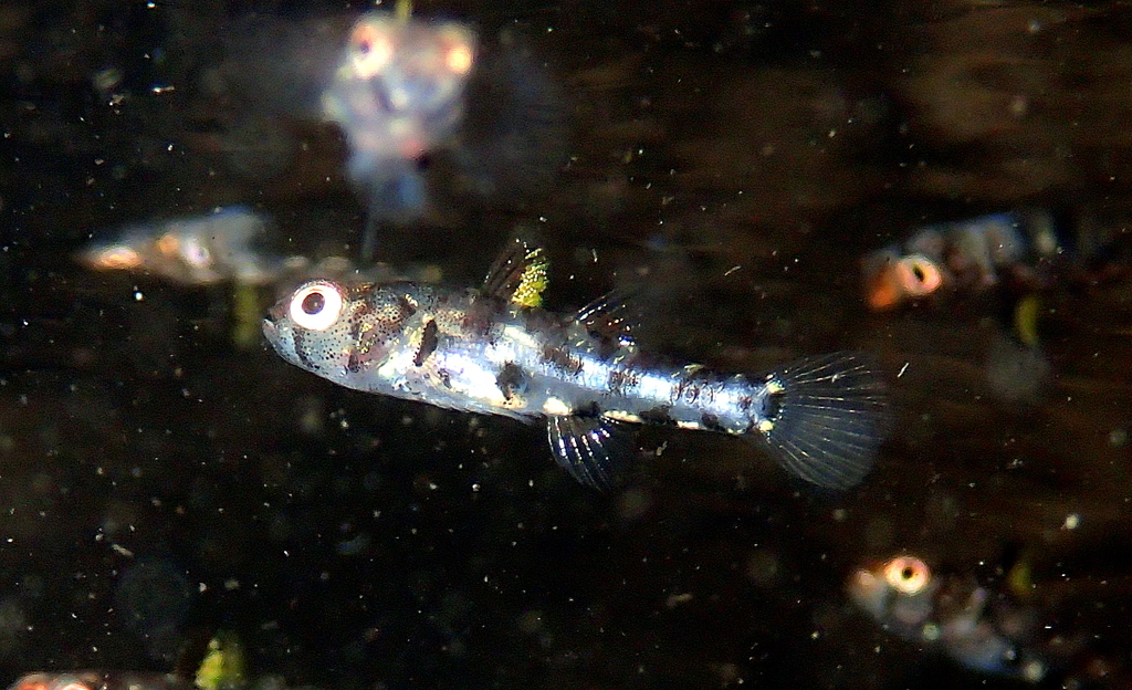 Knysna Dwarfgoby