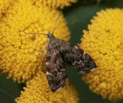 Anthophila fabriciana