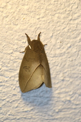 Automeris belti