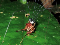 Gagrellinae