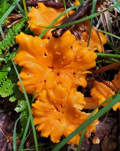 Smooth Chanterelle