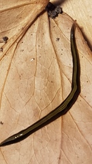 Caenoplana variegata